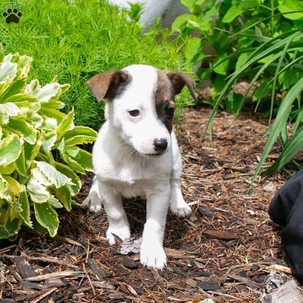 Pancake, Jack-A-Ranian Puppy
